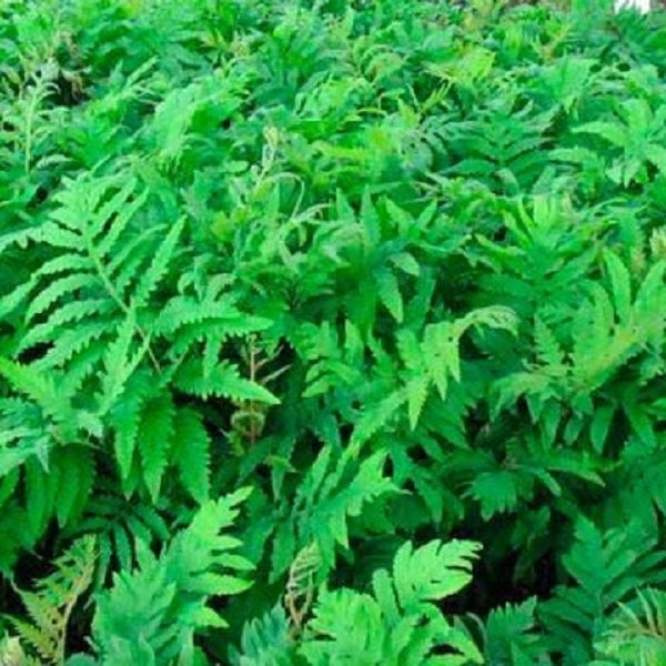 Nahaufnahme von Adlerfarn im Garten