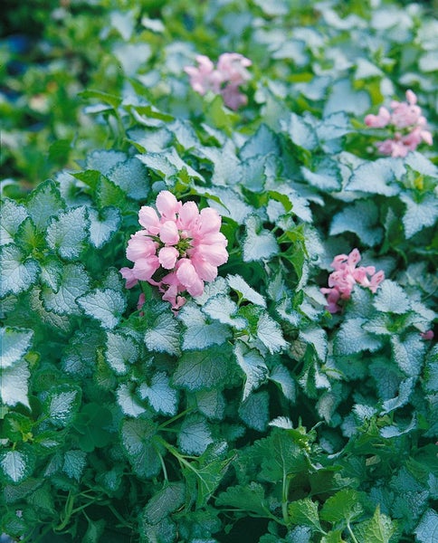 Lamium maculatum 'Pink Pewter', Taubnessel, rosa, ca. 9x9 cm Topf