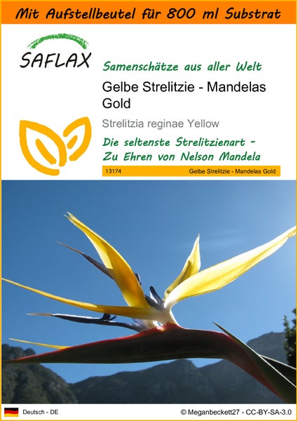 SAFLAX Garden in the bag - Gelbe Strelitzie - Mandelas Gold - Strelitzia reginae Yellow - 4 Samen - Mit Anzuchtsubstrat im praktischen, selbst aufstellenden Beutel
