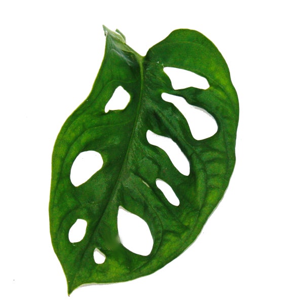 Fensterblatt - Monstera Monkey Mask - 12cm Topf