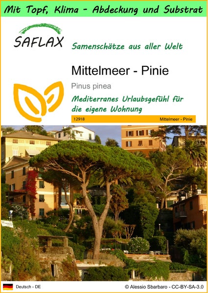 SAFLAX Garden to go - Mittelmeer - Pinie - Pinus pinea - 6 Samen - Mit Topf, Klima - Deckel und Anzuchtsubstrat