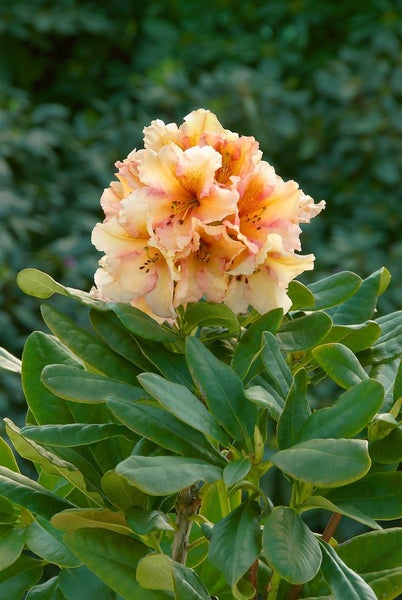 Rhododendron Hybr. 'Norfolk Candy', rosa-weiß, 40–50 cm