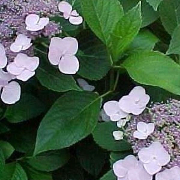 Nahaufnahme einer Rispenhortensie mit grünen Blättern