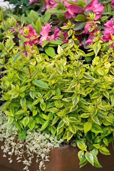 Abelia 'Kaleidoscope'®, gelb-grün panaschiert, 20–30 cm