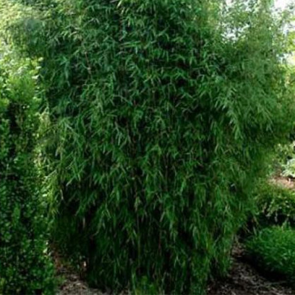 Bambuspflanze im Garten