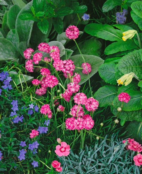Armeria maritima 'Splendens', Grasnelke, rosa, ca. 9x9 cm Topf