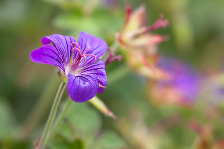 Geranium wlassovianum, Storchschnabel, purpurrot, ca. 9x9 cm Topf