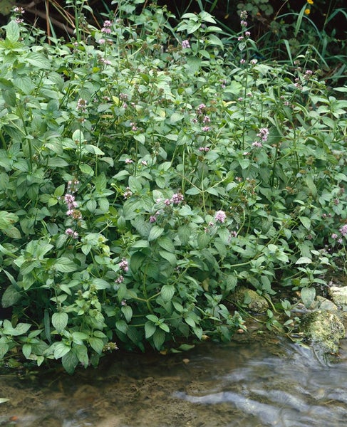 Mentha aquatica, Wasserminze, ca. 9x9 cm Topf, aromatisch