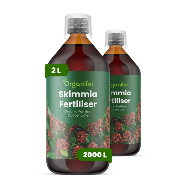 Organifer Skimmia Dünger, organisches Düngerkonzentrat in zwei 2-Liter-Flaschen mit Messkappe.
