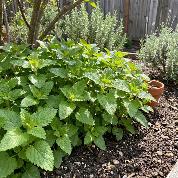 Grüne Zitronenmelisse in einem Gartenbeet neben Lavendel und Rosmarin.
