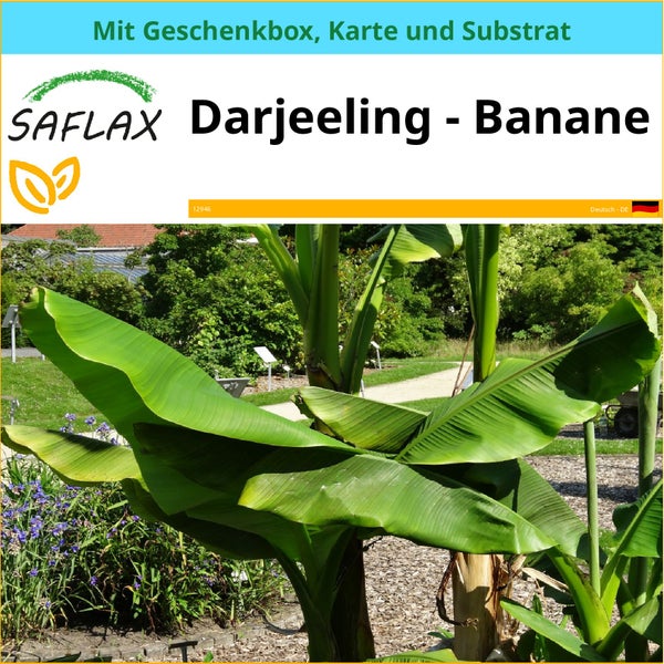 SAFLAX Geschenk Set - Darjeeling - Banane - Musa sikkimensis - 5 Samen - Mit Geschenkbox, Versandaufkleber, Geschenkkarte und Anzuchtsubstrat