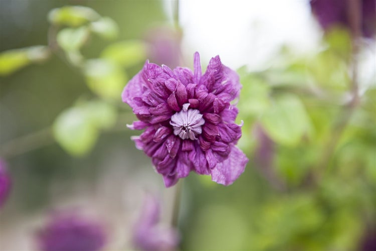 Clematis viticella 'Purpurea Plena Elegans', violett, 40–60 cm