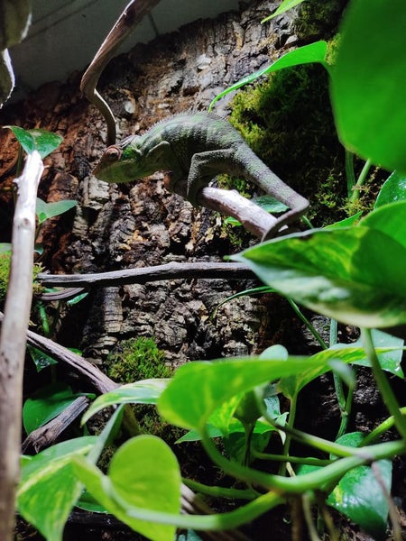 Ein grünes Chamäleon auf einem Kletterast in einem Terrarium mit Korkrückwand und grünen Pflanzen.