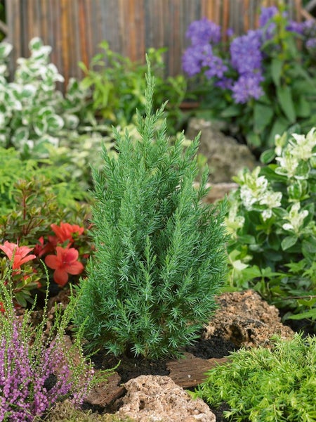 Juniperus chinensis 'Stricta', Chinesischer Wacholder, 30–40 cm