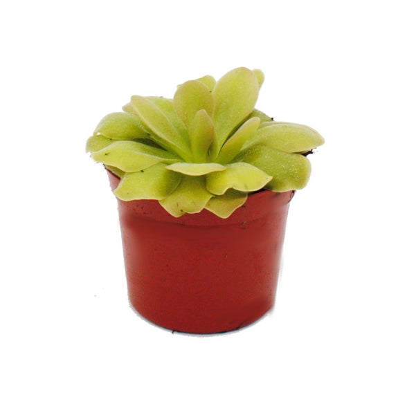 Fleischfressende Pflanze - Fettkraut - Pinguicula Weser - 9cm Topf