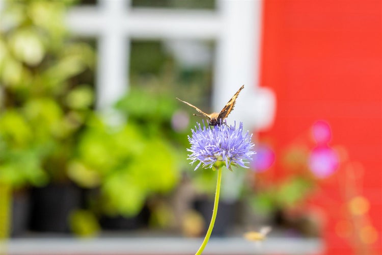 Schmetterling auf einer Blauen Witwenblume vor einem Fenster