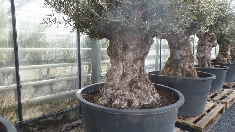uriger, alter Olivenbaum, knorrige Olive 100 Jahre, winterhart