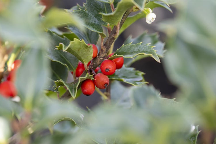 Ilex meserveae 'Heckenstar', Stechpalme, immergrün, 30–40 cm