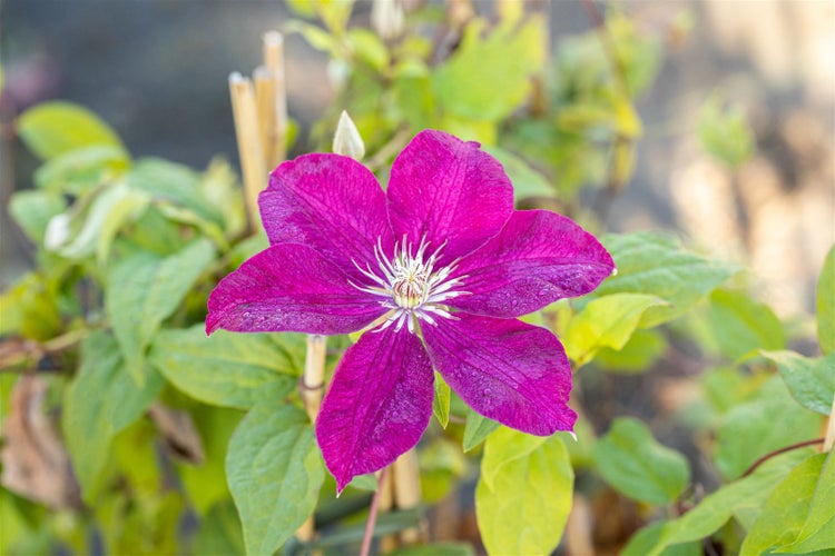 Nahaufnahme einer purpurfarbenen Clematisblüte im Garten