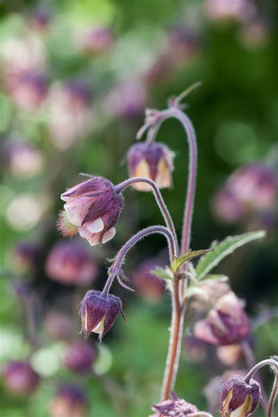 Nahaufnahme von nickenden Glockenblumen im Garten