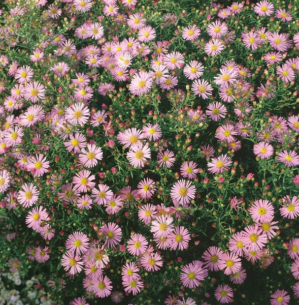 Aster ericoides 'Pink Cloud', Heideastern, rosa, ca. 9x9 cm Topf