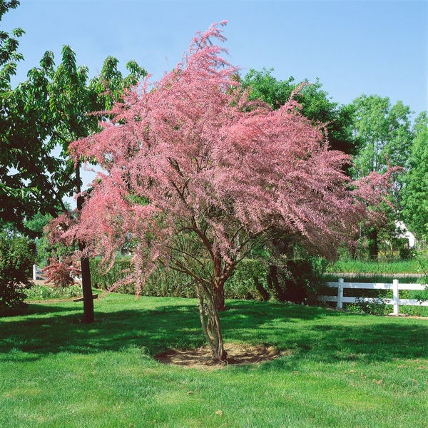 Tamariske mit rosa Blüten im Garten