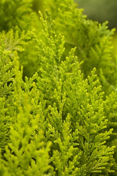 Chamaecyparis lawsoniana 'Ivonne', Gelbe Scheinzypresse, 40–50 cm