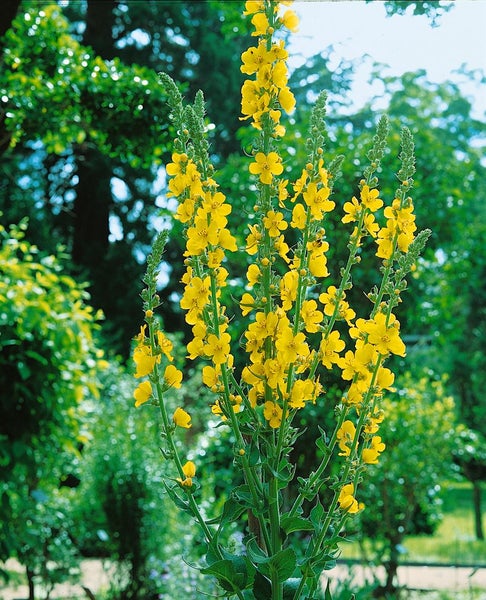 Verbascum densiflorum, Großblütige Königskerze, gelb, ca. 9x9 cm Topf