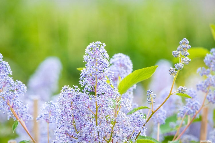 Ceanothus delilianus 'Gloire d.Versailles', Säckelblume, blau, 40–60 cm