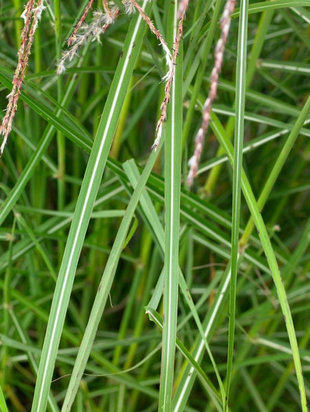 Miscanthus sinensis 'Nippon', Chinaschilf, 3-5 Liter Container