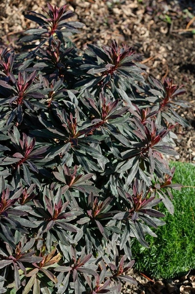 Wolfsmilchgewächs im Gartenbeet.