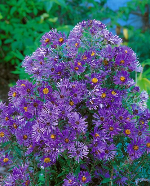 Aster novi-belgii 'Sarah Ballard', Glattblatt-Aster, rosa, ca. 9x9 cm Topf