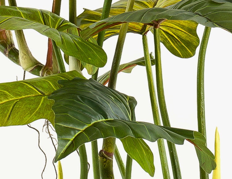 Colocasia künstlich SOTU, grün, 175cm - Elefantenohr Seidenpflanze/Plastik Zehrwurz
