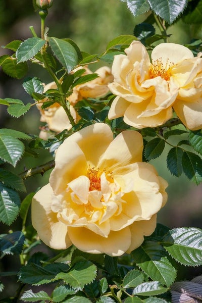 Rosa 'Maigold', Strauchrose, goldgelb, 5-7,5 Liter Container