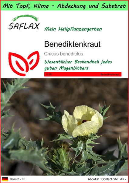 SAFLAX Garden to go - Benediktenkraut - Cnicus benedictus - 50 Samen - Mit Topf, Klima - Deckel und Anzuchtsubstrat