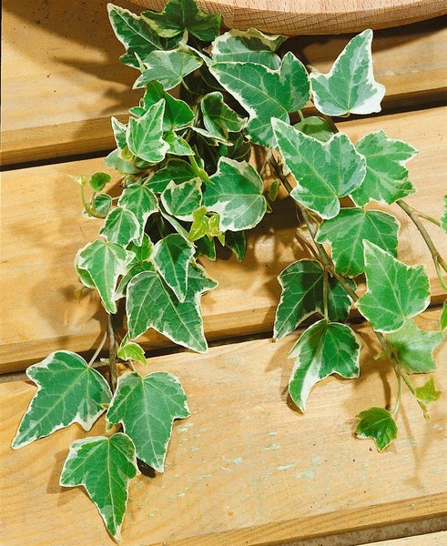 Hedera helix 'Eva', Efeu, grün-gelb, 40–60 cm