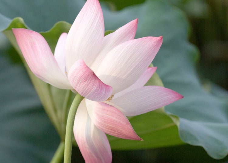 SAFLAX Geschenk Set - Indische Lotusblume - Nelumbo nucifera   - 8 Samen - Mit Geschenkbox, Versandaufkleber, Geschenkkarte und Anzuchtsubstrat