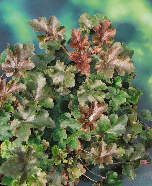 Heuchera-Pflanze mit grünen und rötlichen Blättern