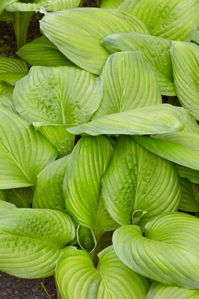 Hosta plantaginea 'Stained Glass', Funkie, gelb-grün, ca. 11x11 cm Topf