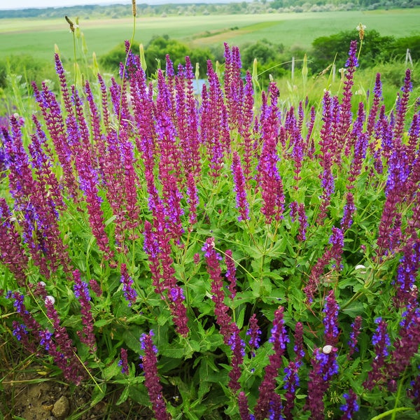 Motor-Einstellwerkzeugsatz im blauen Werkzeugkoffer