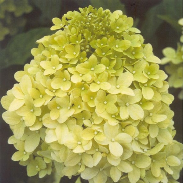 Rispenhortensie Blüte
