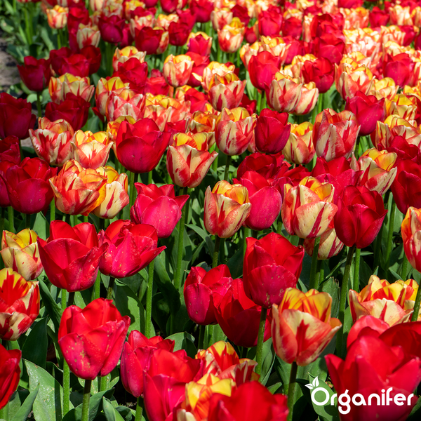 Ein Feld voller blühender roter und gelber Tulpen in einem Garten.