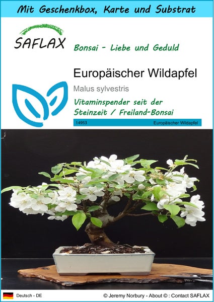 SAFLAX Geschenk Set - Europäischer Wildapfel - Malus sylvestris - 30 Samen - Mit Geschenkbox, Versandaufkleber, Geschenkkarte und Anzuchtsubstrat
