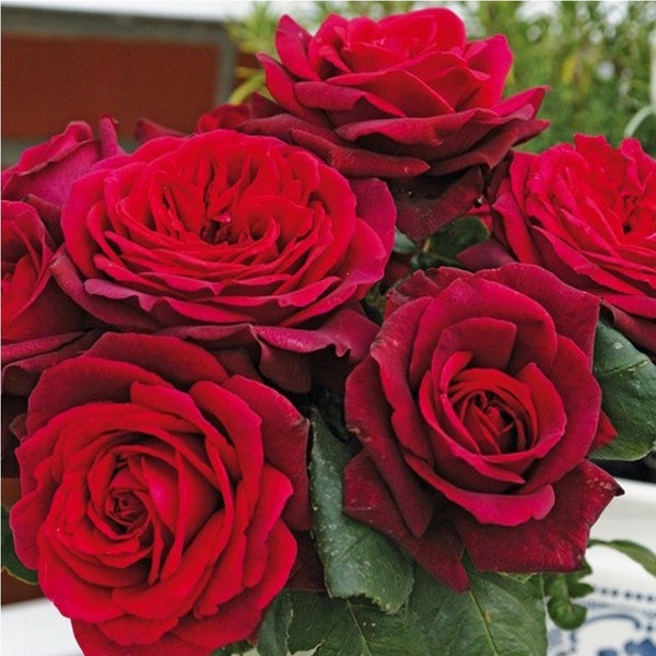Strauß roter Rosenblüten