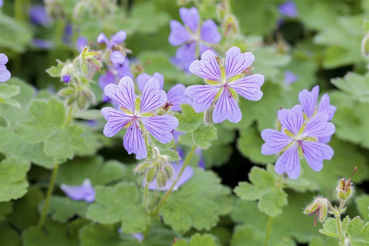 Geranium renardii, Storchschnabel, ca. 9x9 cm Topf, graugrün, samtig