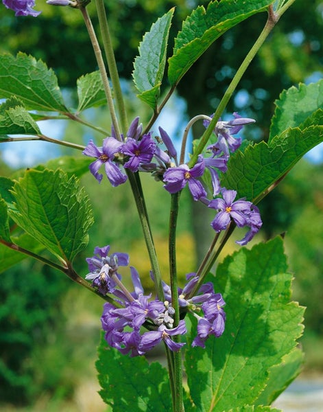 Clematis heracleifolia, Duft-Waldrebe, blau, 60–100 cm