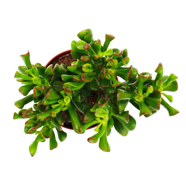 Dickblatt - Löffelbaum - Crassula Hobbit - Sukkulente Zimmerpflanze - 12cm Topf