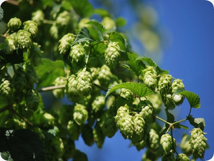 SAFLAX  - Echter Hopfen - Humulus lupulus - 50 Samen