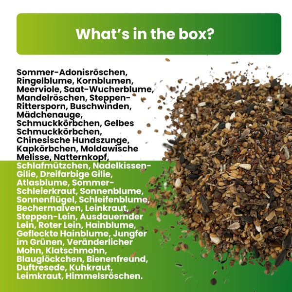 Greenyp Sommer Blumenmischung I 100g für 100m² I Sommerblumenwiese - für Bienen & Schmetterlinge I Blumensamen Mischung ein- und mehrjährig