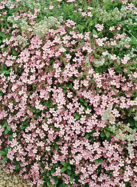 Nahaufnahme von kriechendem Leimkraut mit zarten Blüten und grünen Blättern.